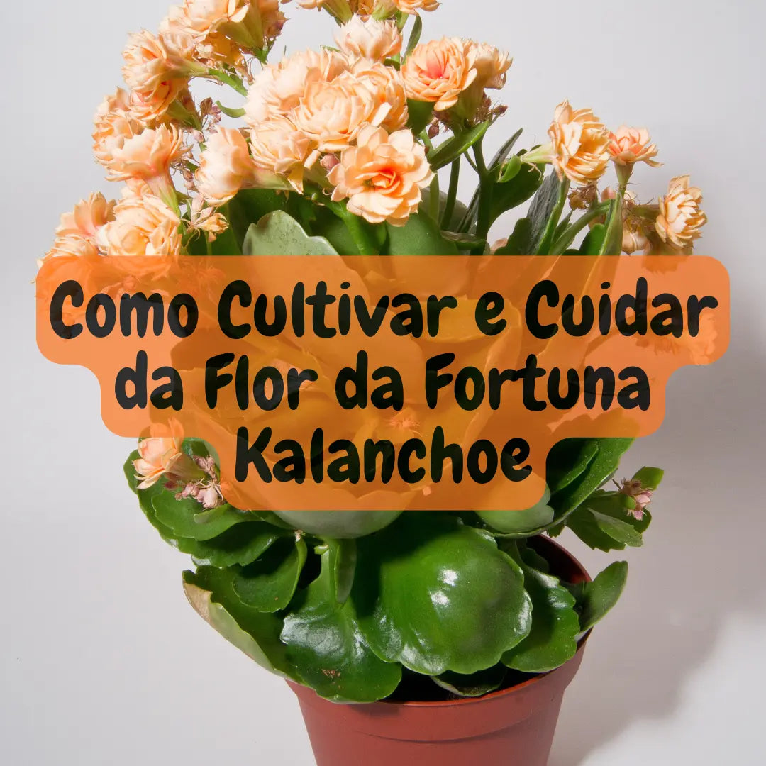 Como Cultivar e Cuidar da Flor da Fortuna (Kalanchoe)