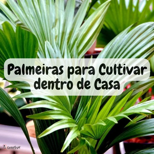 Palmeira para cultivar dentro de casa