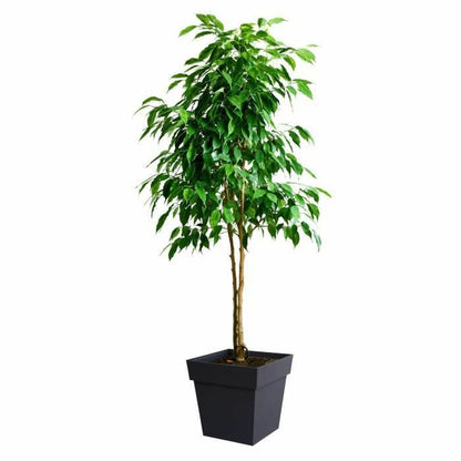 V9H779D8BEB6009E0B05D2CCB81155D5391R3440646P3